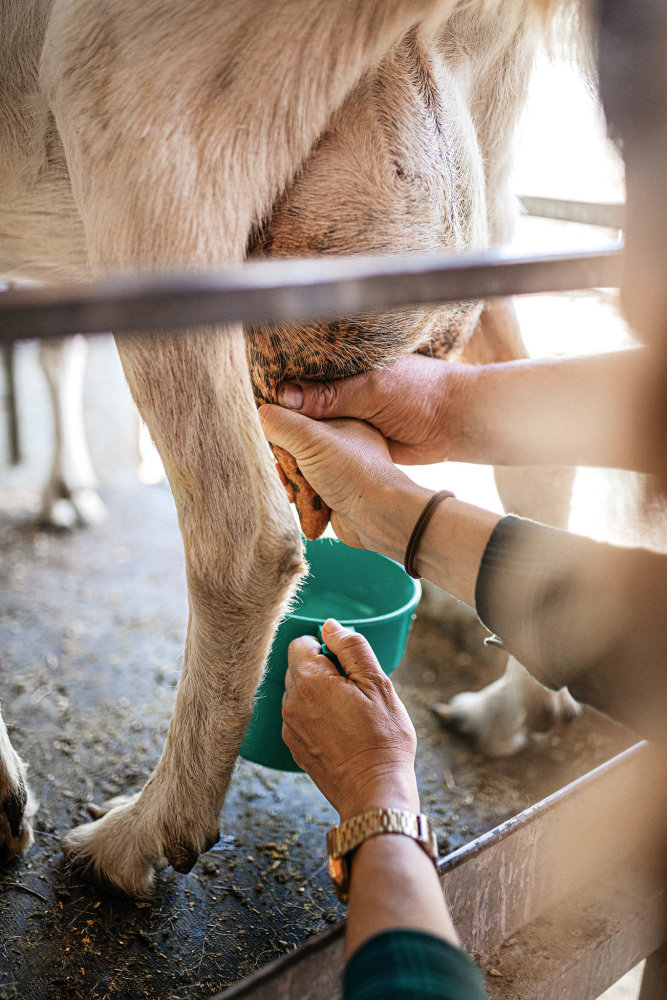 Zažít den na opravdové farmě. S kurníky, králičími kotci, řízením traktoru i dojením kozy. A pak si dát třeba gazpacho s krutony z domácího chleba a mikrozeleninou.