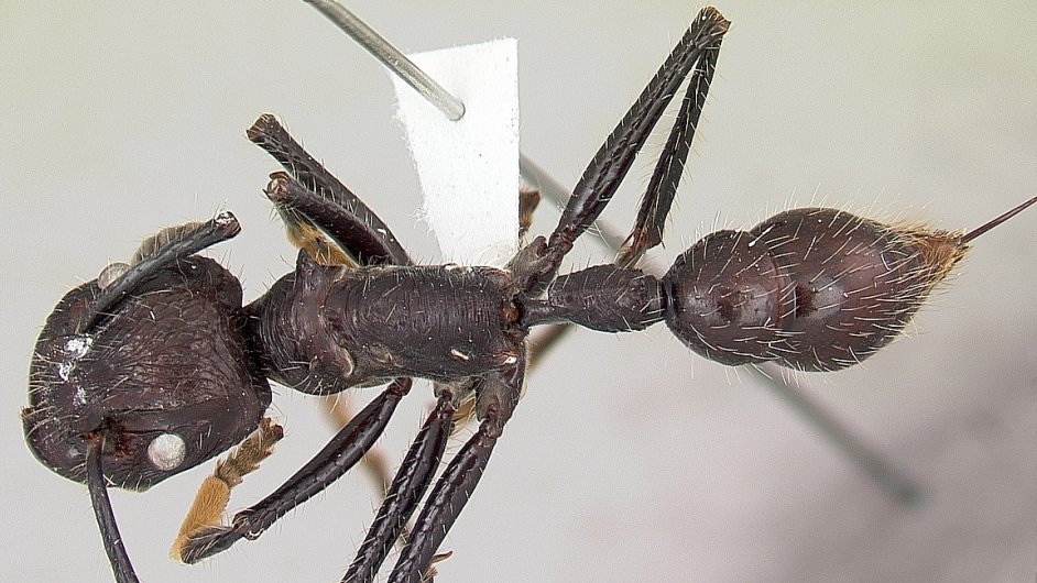 Mravenec Paraponera clavata, jeho bodnut bol podle Schmidtova indexu nejvce.