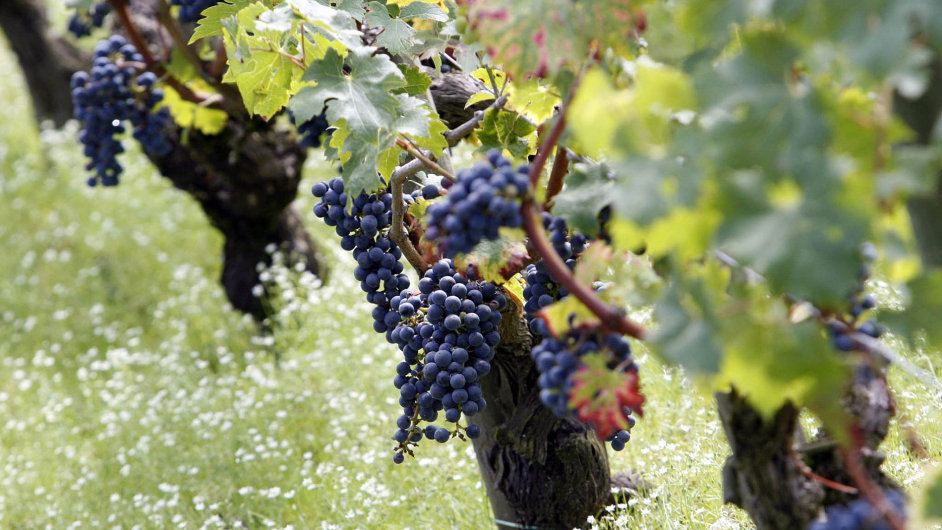Bordeaux je se zhruba 120 tisci hektary je nejvtm vinaskm regionem ve Francii.