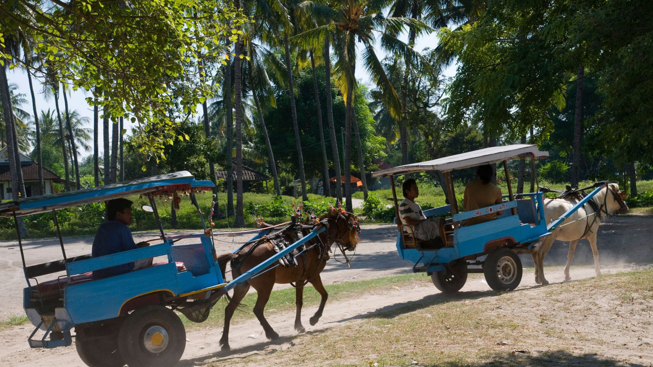 Dopravu na indonskch ostrovech Gili zajiuj bryky.