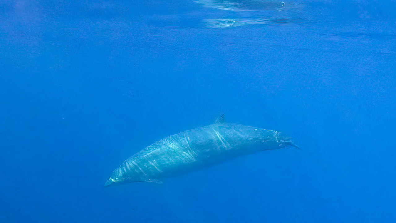 Není neobvyklé, že vorvaòovci a další velryby zemøou po požití plastù nebo že kvùli odpadùm z umìlé hmoty trpí chronickými problémy – Ilustraèní foto.