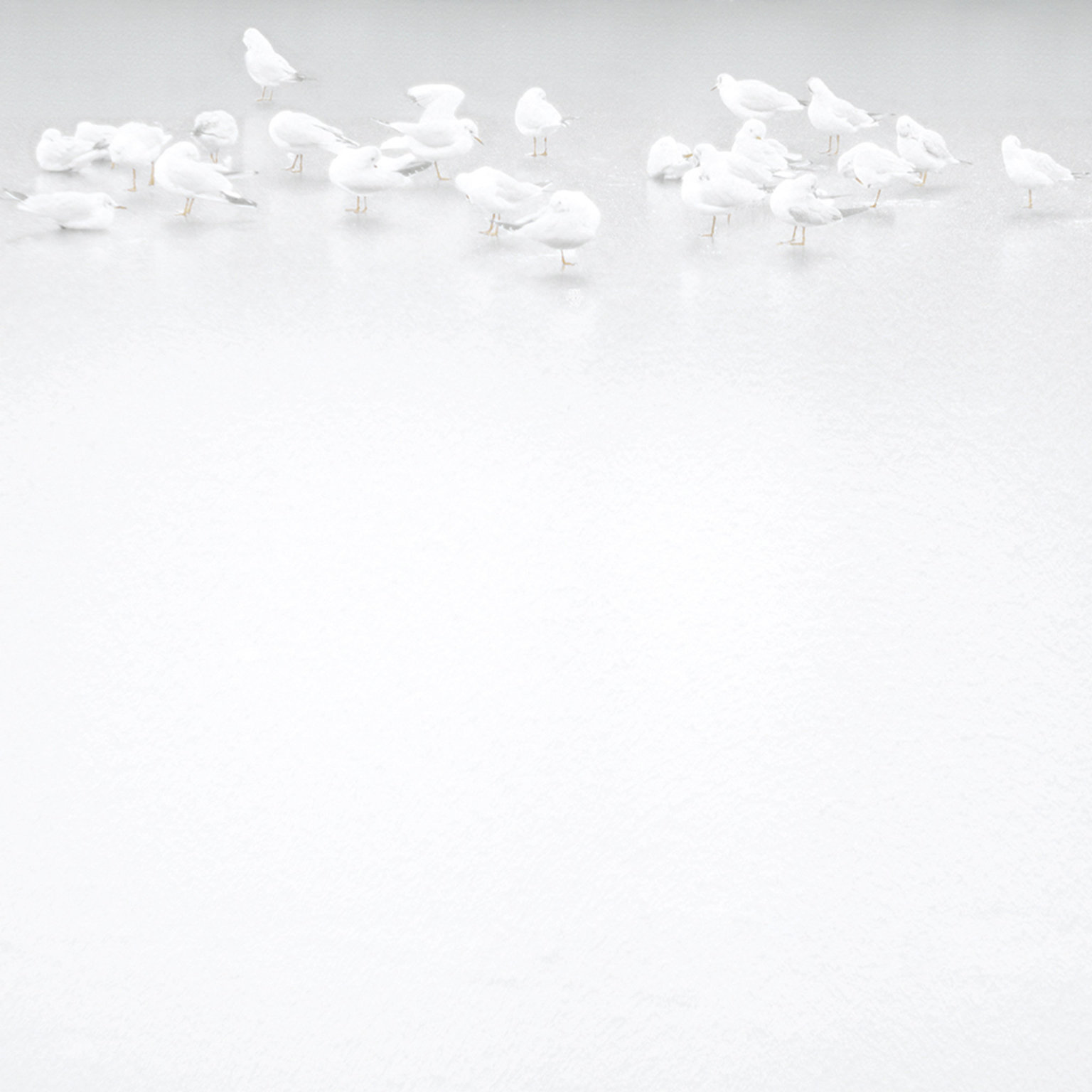 White existences (Foto: Komerční prezentace) White existences