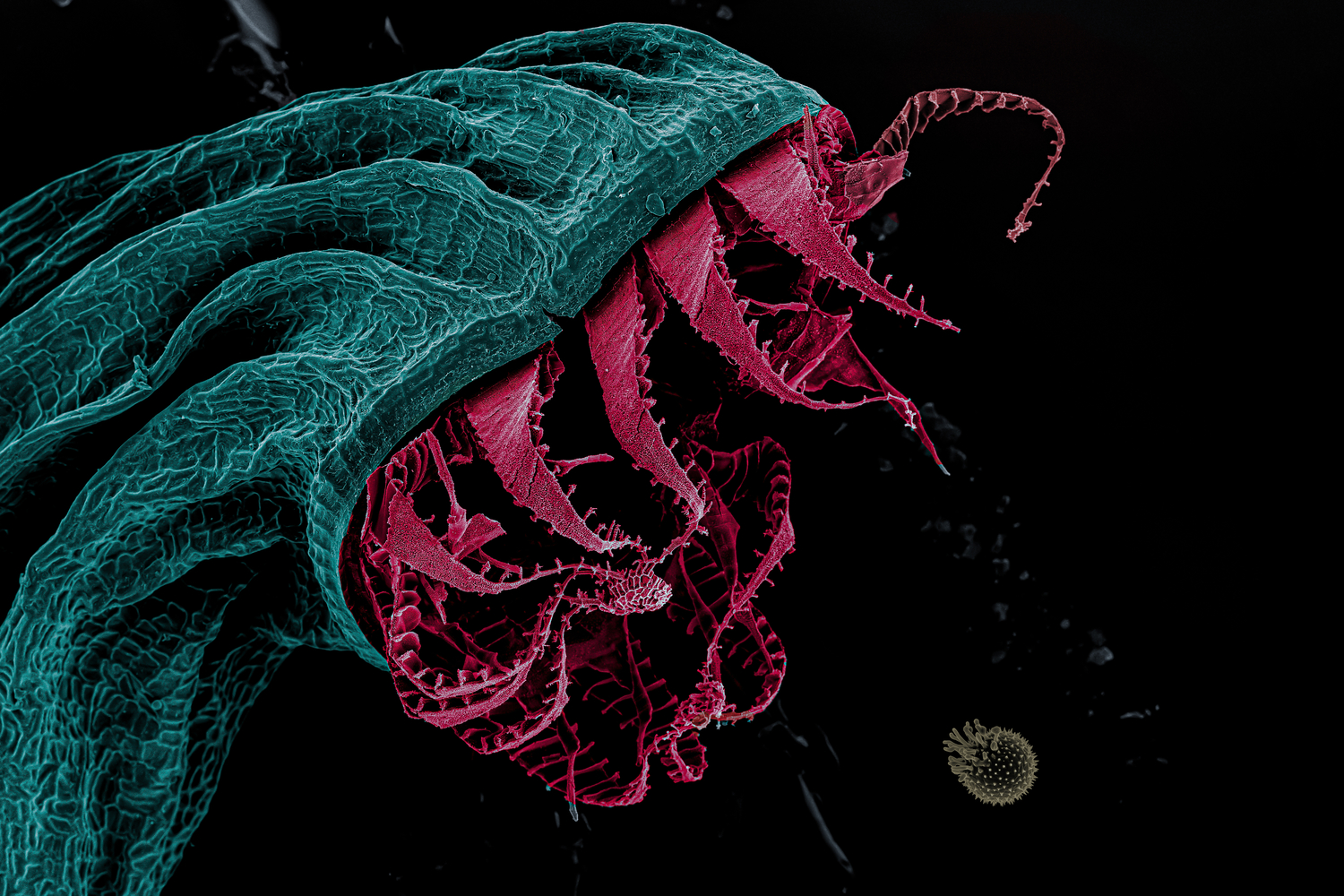 Vtzn snmek Anglermoss