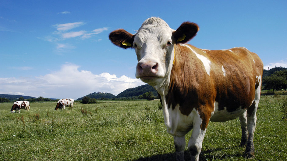 V Nmecku je poptvka po zdravjm mlce od krav na pastvch - Ilustran foto.