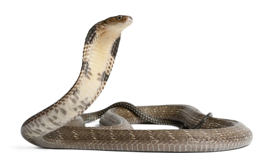 Zoo Plze chce v dubnu pedstavit nvtvnkm a jedenct druh nejjedovatjch had svta.