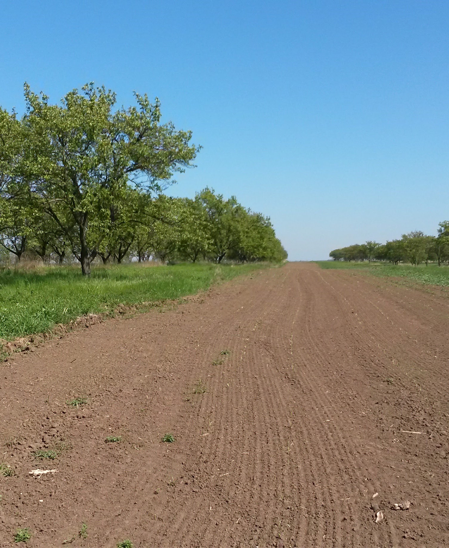Lány už nejsou jen jednolitá plocha, objevují se pásy zeleně, přirozené předěly, a s nimi i návrat zvěře. (Foto: Forest-Agro, #nový) Lány už nejsou jen jednolitá plocha, objevují se pásy zeleně, přirozené předěly, a s nimi i návrat zvěře.