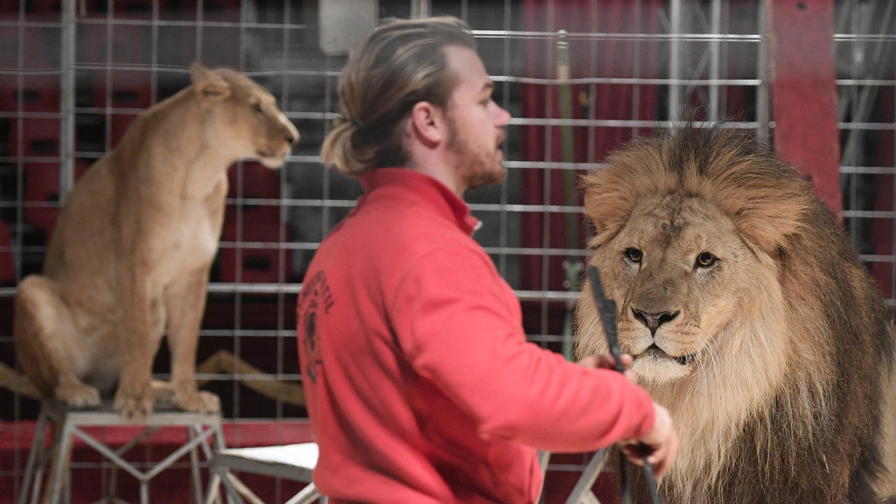 Hynek Navrtil mlad z cirkusu Humberto pi ncviku vystoupen se lvy.