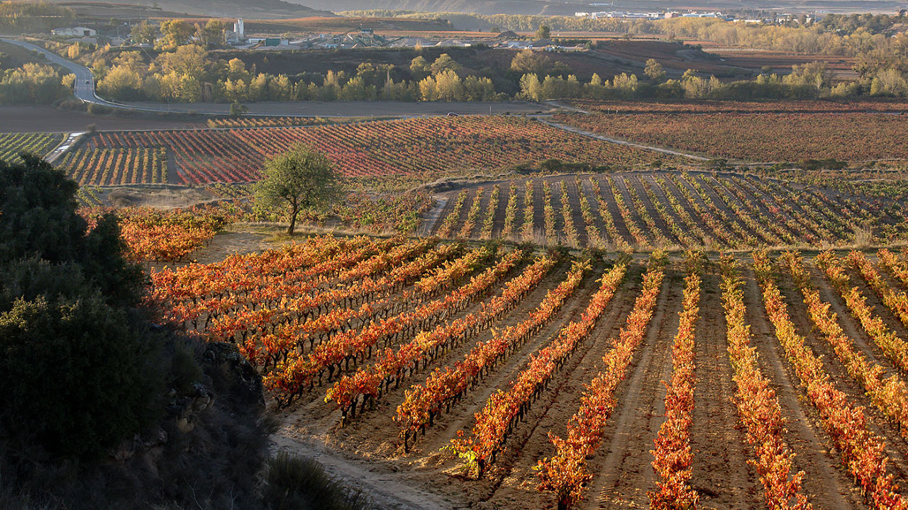 Modern Vinastv Roda je situovno v severozpadn sti regionu Rioja, nad slavnou eleznin stanic v msteku Haro.