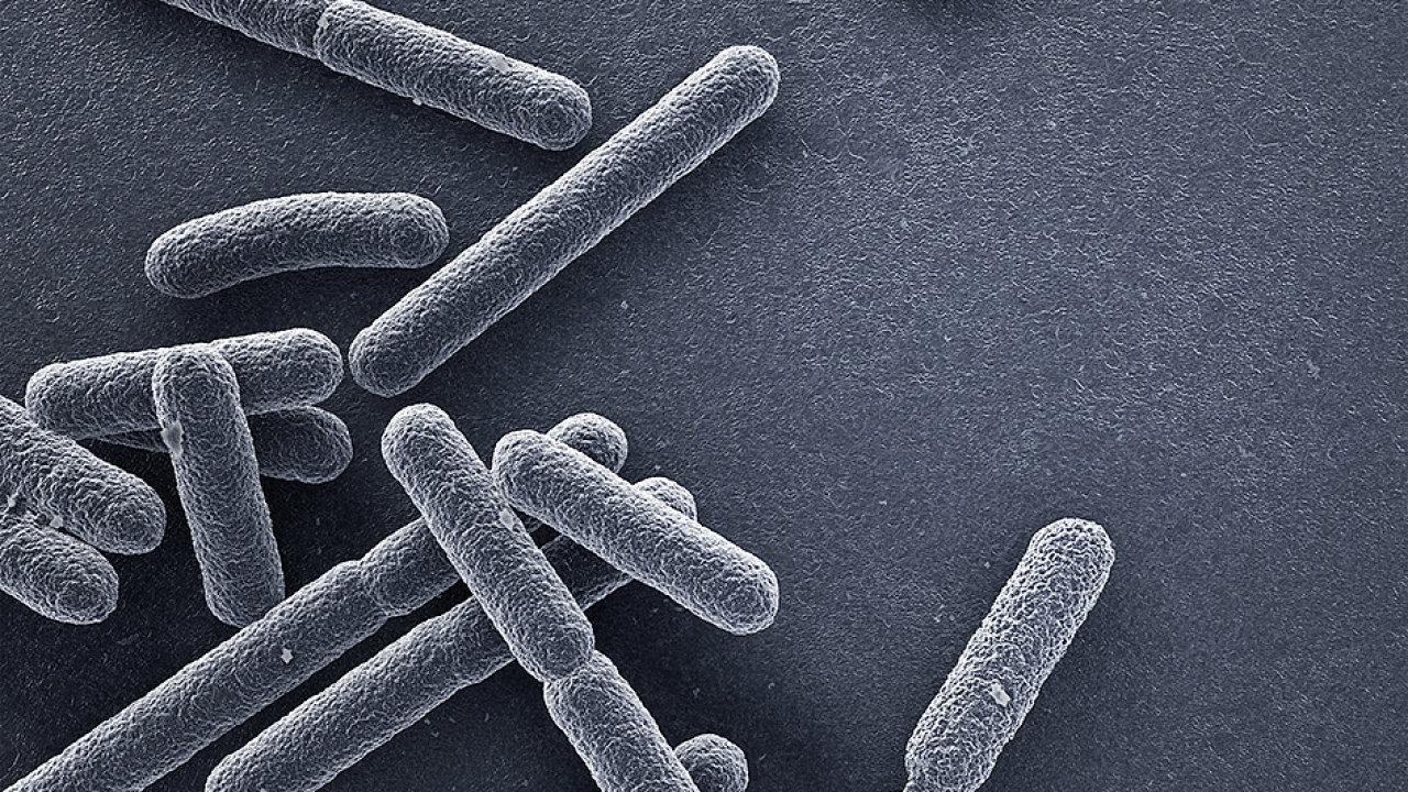 Escherichia coli bacteria close up