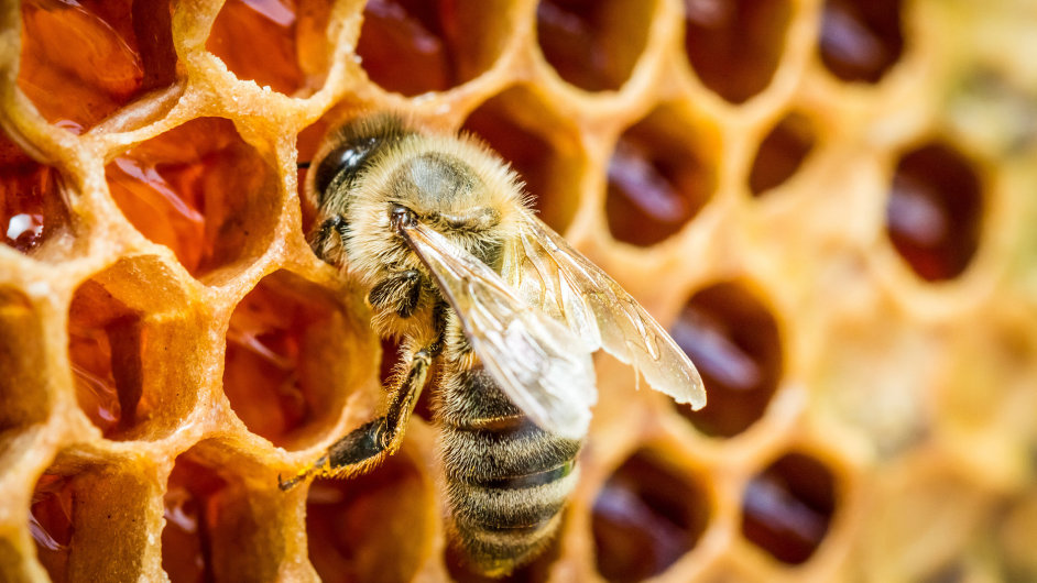 Plástev medu je teprve zaèátek budoucího nápoje.