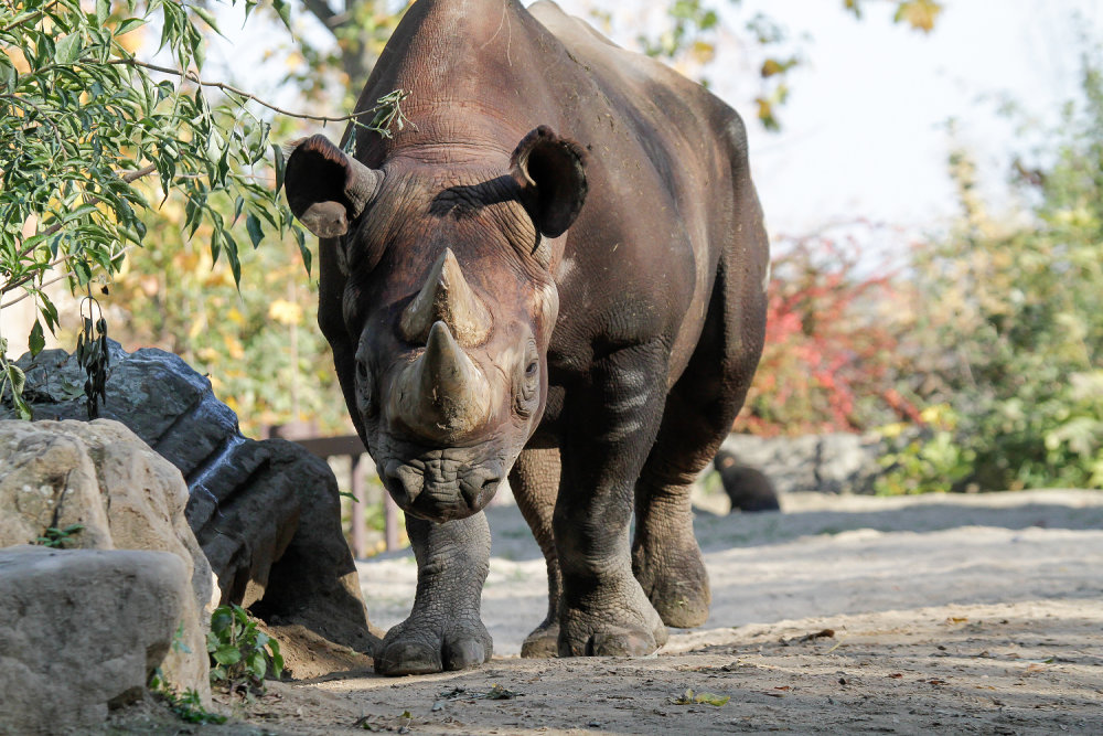 Samec Manny ze ZOO Dvůr Králové