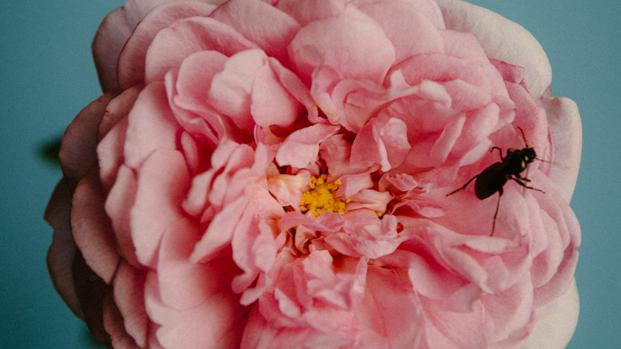 Perfumer H, Rose with Insect