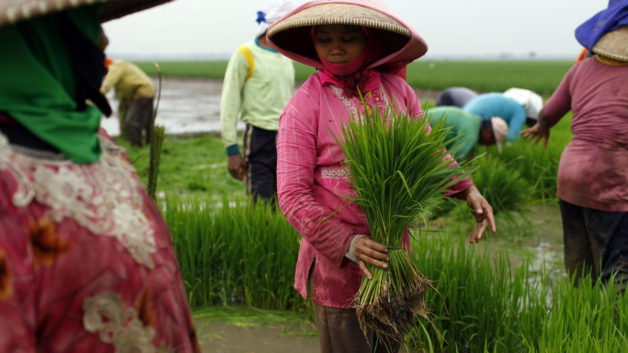 Ilustran foto - Farmi v Indonsii sbraj ri na polch.