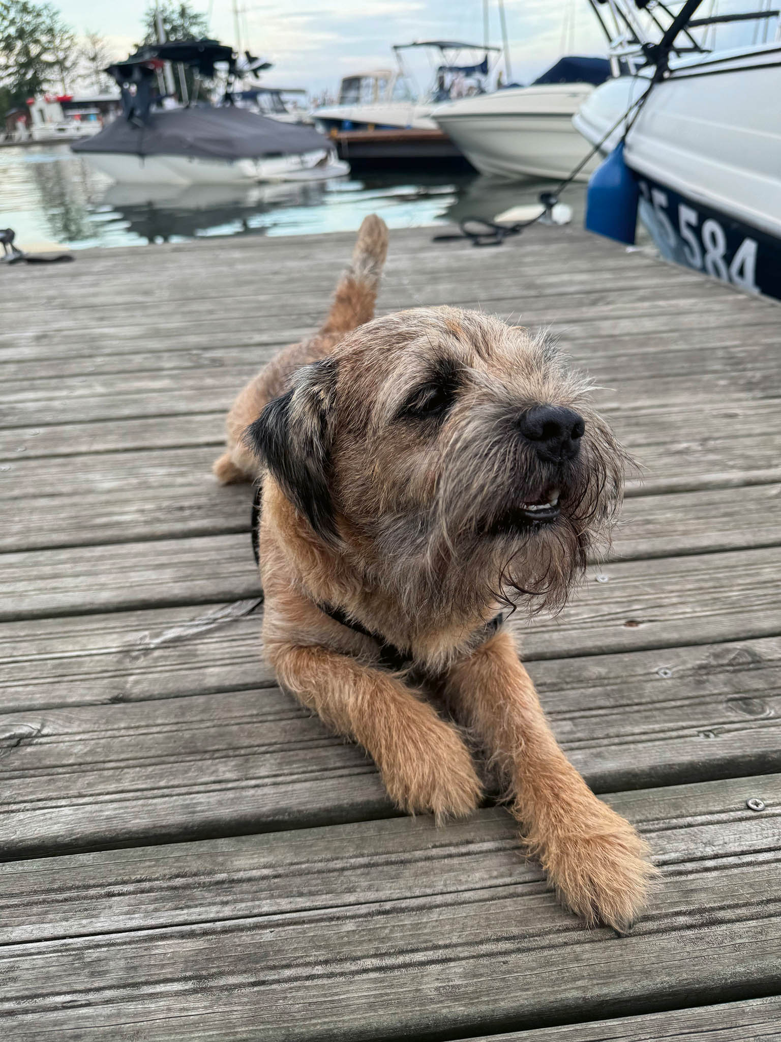 Voní mi můj pes a parfém Terre d’Hermès. (Foto: archiv Davida Tureckého) Voní mi můj pes a parfém Terre d’Hermès.