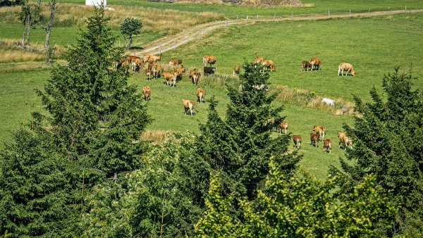 V Česku roste sice počet ekofarem, ale chybí ekologická jatka, sýrárny,...