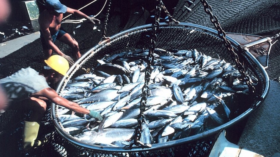 Nadmrn rybolov vede ke kolapsu rybch populac.