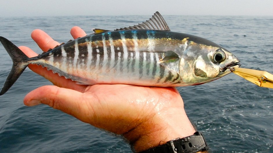Mosk ryby se vlivem intenzivnho lovu postupn zmenuj.