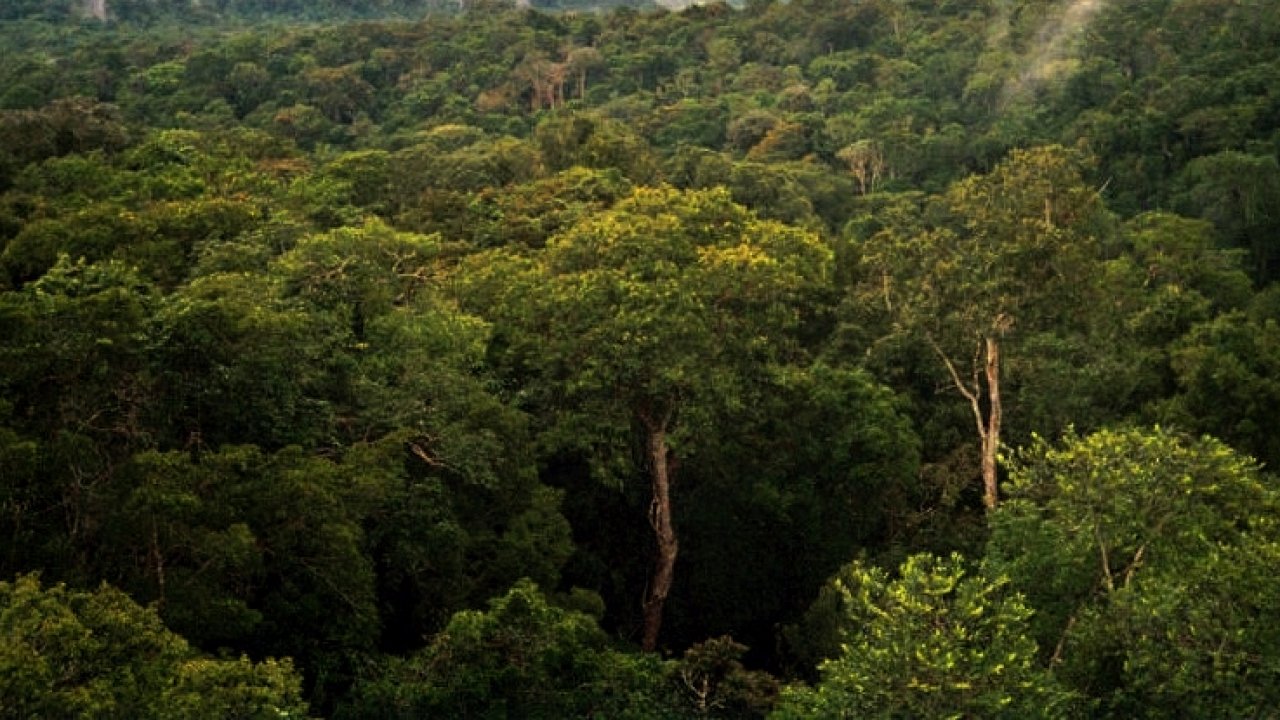 Amazonsk prales, ilustran foto