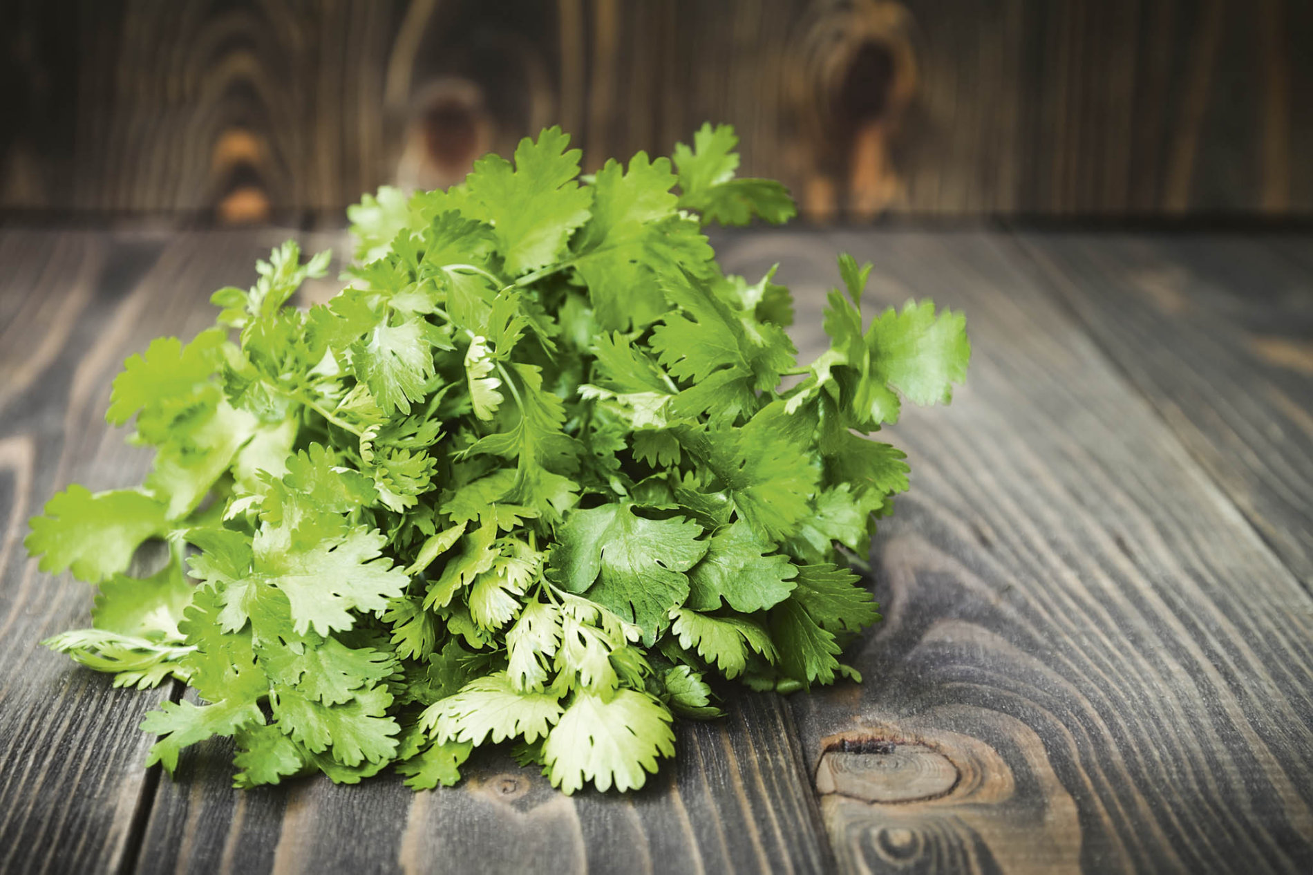 Koriandr (Foto: Shutterstock) jarvis_59300faf498ebedffd769b81.jpeg