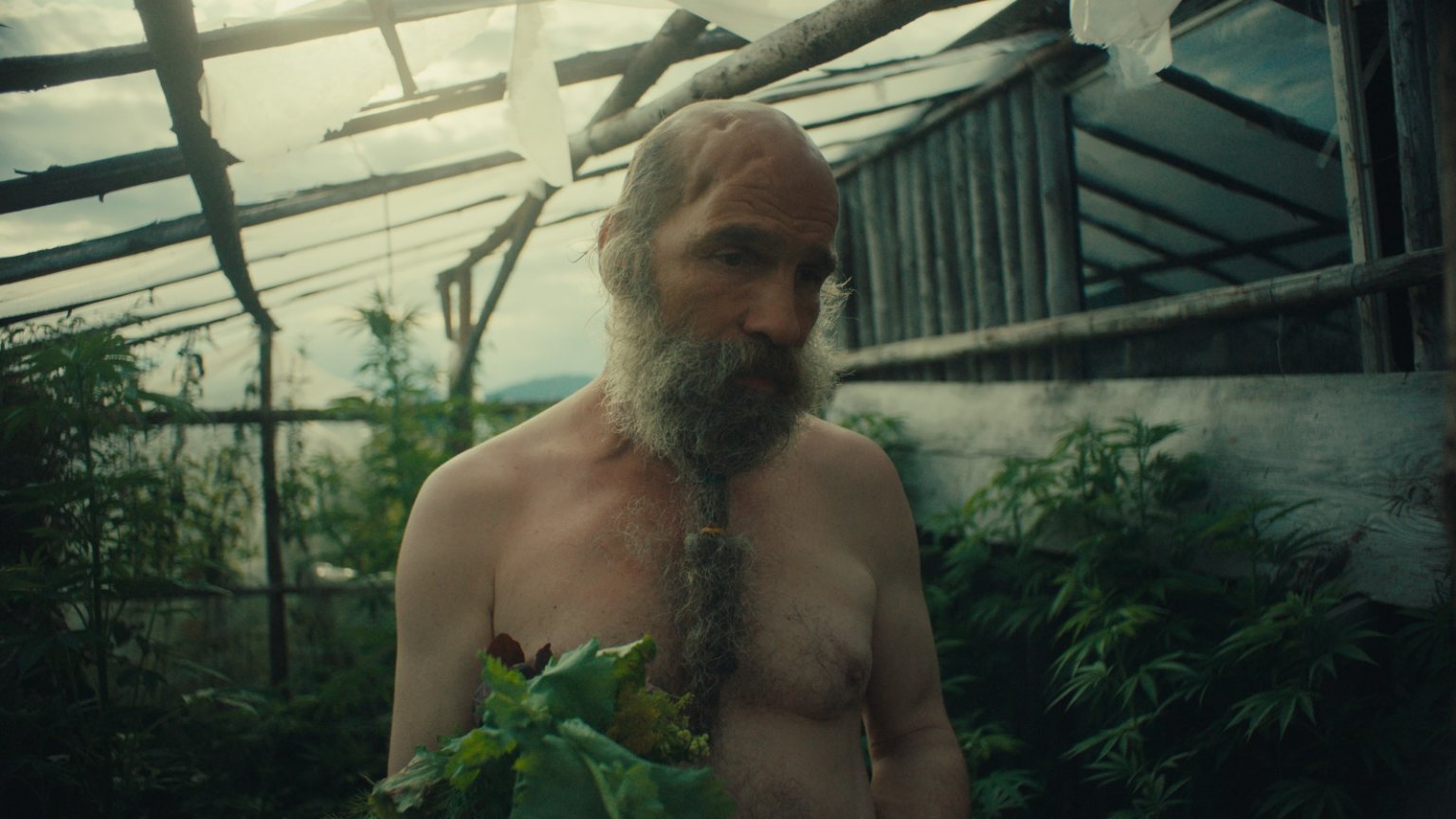 film Radji zelet v divoin