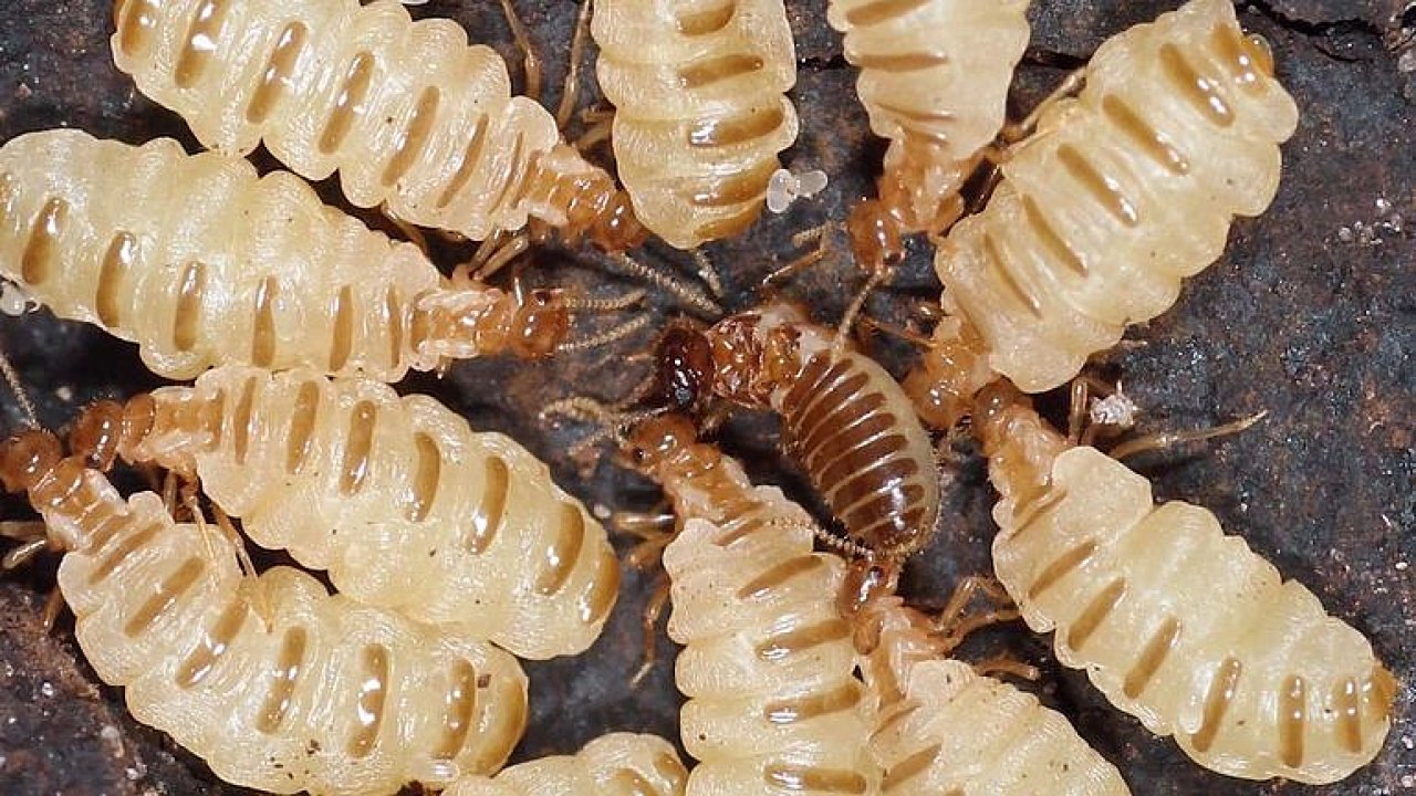 Badatel objevili neobyejn kaz v termititi. Krlovna si bez pomoci partnera vytv sv klony