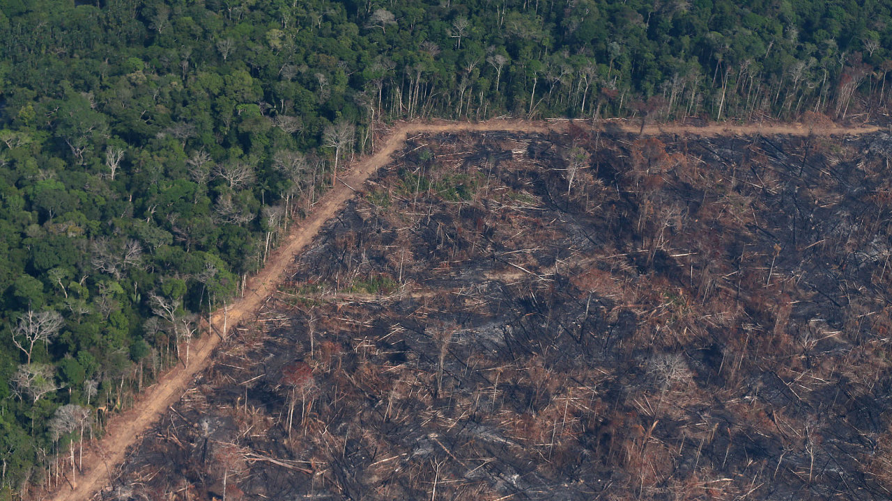 Brazlie je pod stle silnjm tlakem zahraninch firem, aby zashla proti odlesovn amazonskho pralesa. Prezident Jair Bolsonaro tvrd, e jeho zem mus vyut Amazonii kesvmu rozvoji.