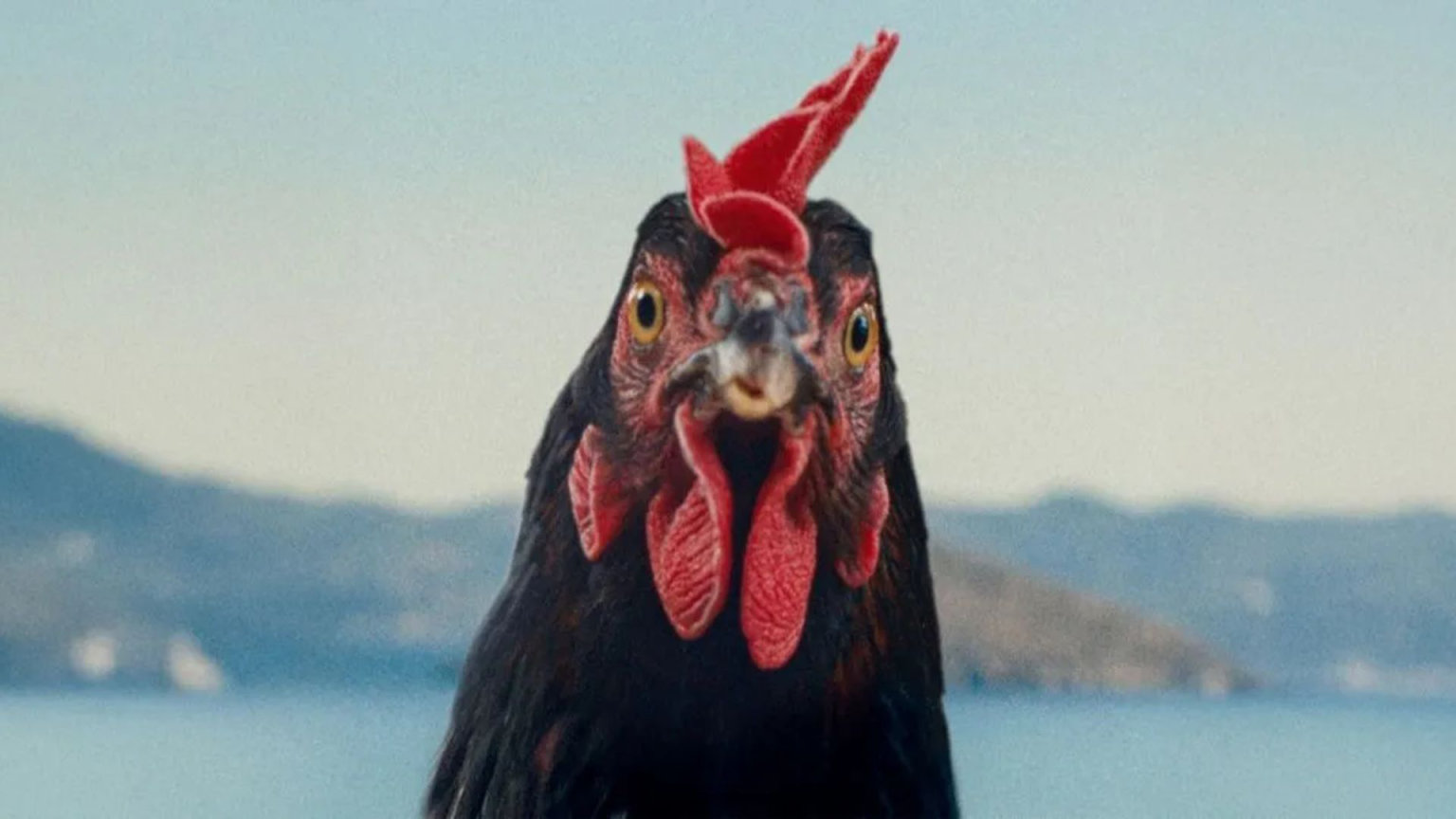 kultura, film, Slepice