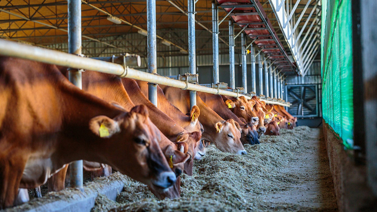 Podle daj slovensk veterinrn sprvy SVPS se v uvedench komernch chovech ve tech vesnicch na jihu Slovenska nachzelo 2771 zvat.