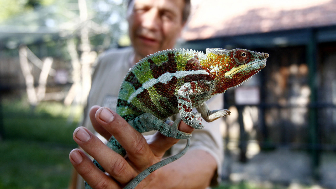 editel zooparku Ji Marek s chameleonem pardlm.