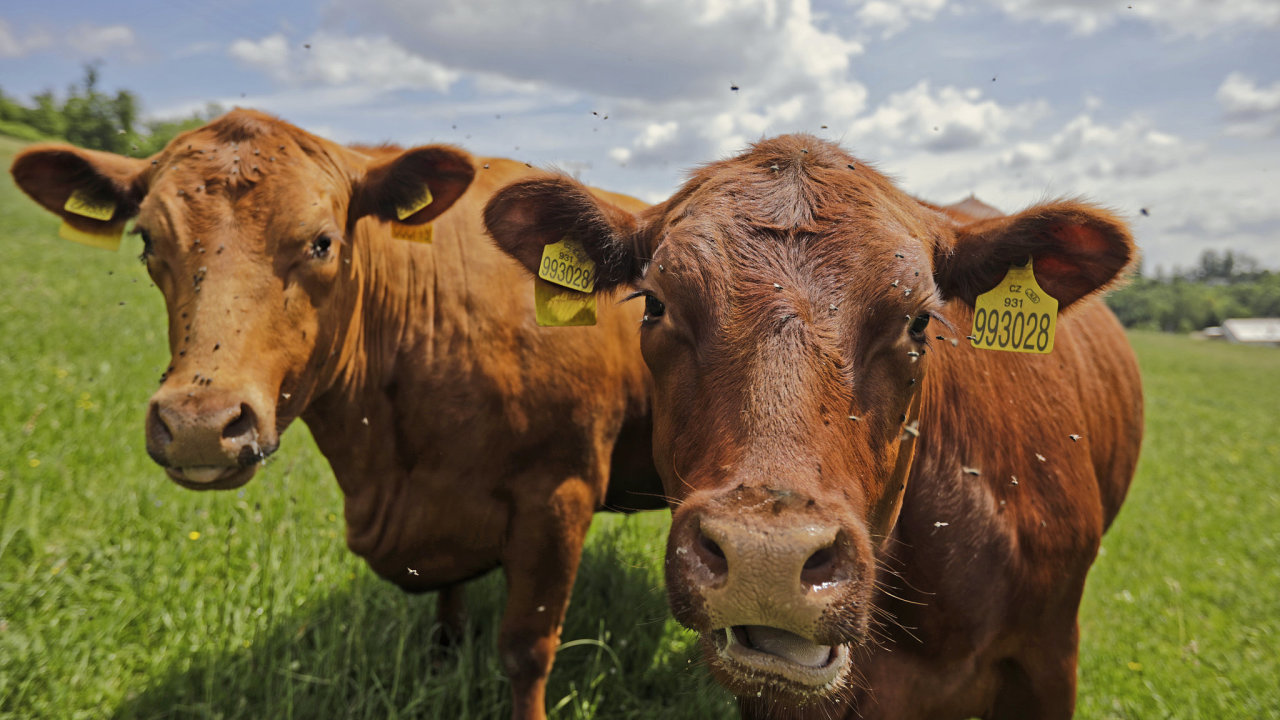 zemědělství, kráva, skot, zvířata, farma