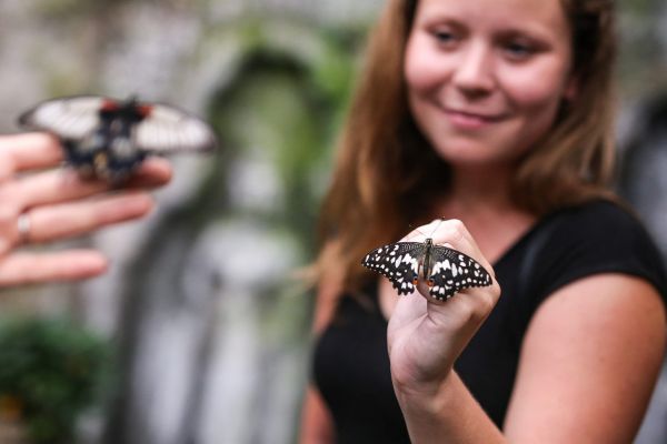 hamleys, tropický motýl