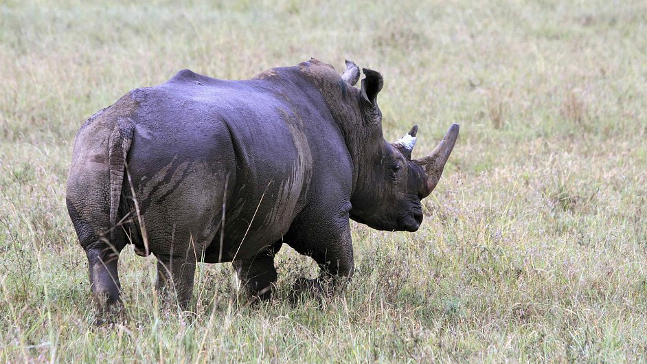 Jedno z nejohroenjch zvat - nosoroec.