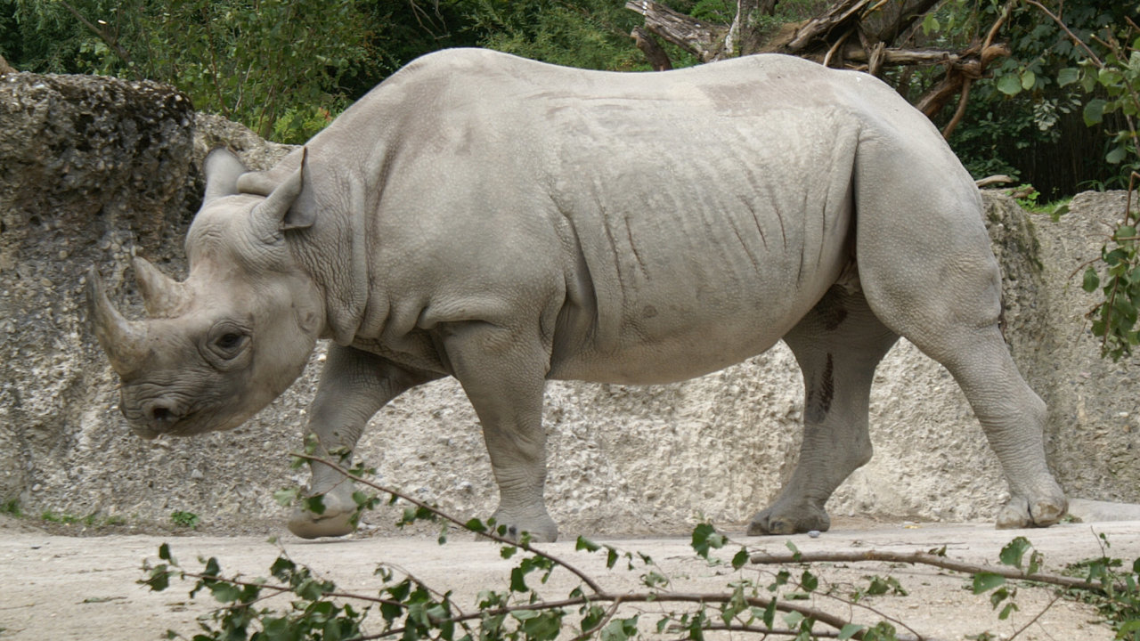 Nosoroec dvouroh neboli ern je na ervenm seznamu IUCN (Mezinrodn svaz ochrany prody) v kategorii kriticky ohroen. Vyskytuje se zejmna v africkch rezervacch. - Ilustran foto.