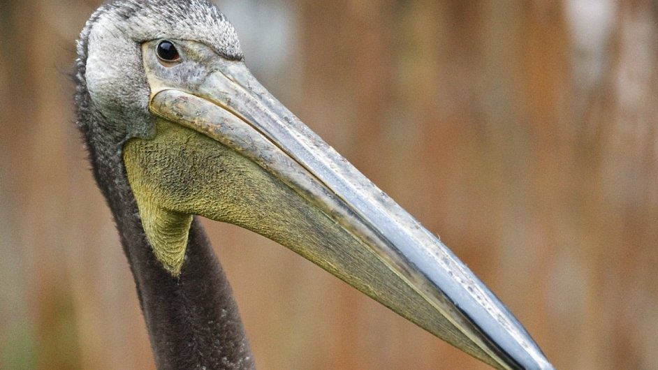 Mlad samec pelikna blho. Svtlou barvu zsk a v dosplosti.