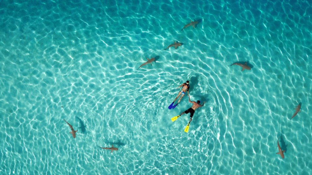 1. cena v kategorii Příroda Fotografie, která získala první místo v kategorii Příroda, vznikla na ostrově Moorea, který je sesterským ostrovem Tahiti.