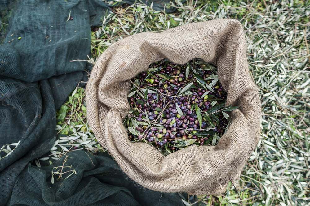 KORRES PURE GREEK OLIVE THE HARVEST 4