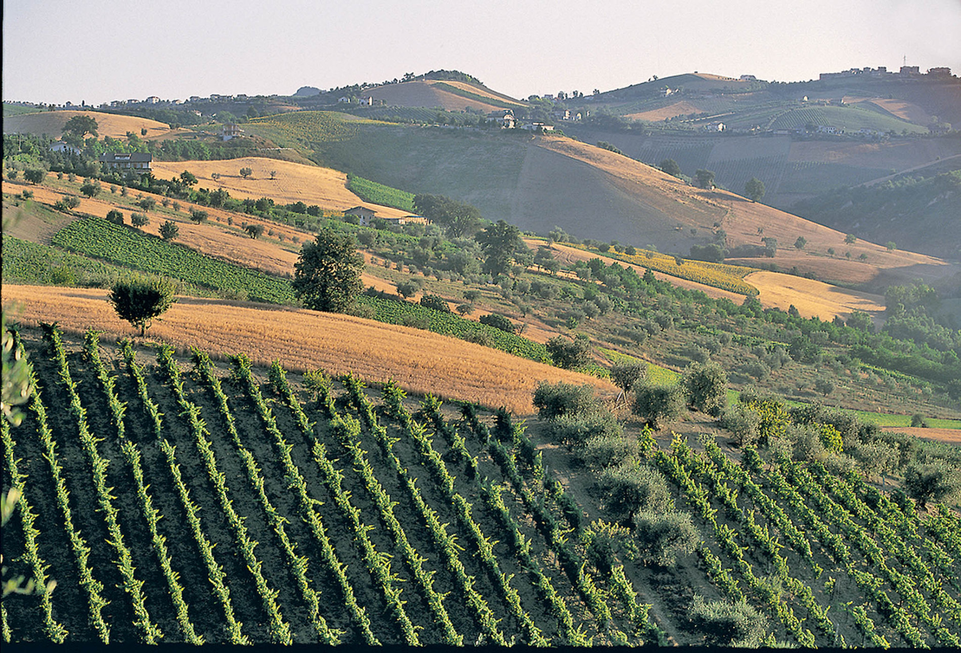 Verdicchio (Foto: Shutterstock) jarvis_59675a51498eda17e5a5e6fb.jpeg