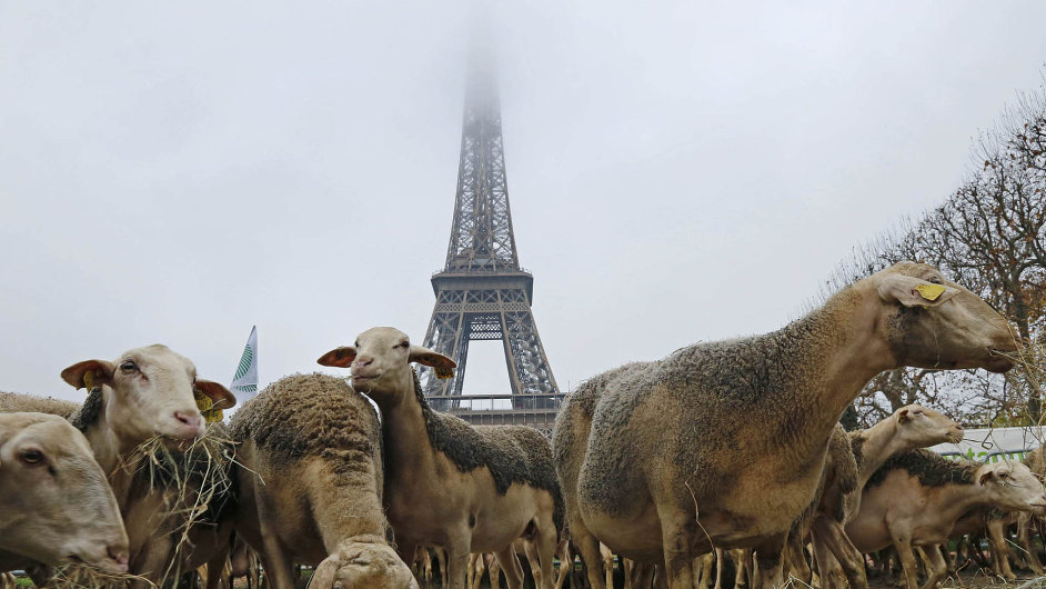 Ovce u Eiffelovky