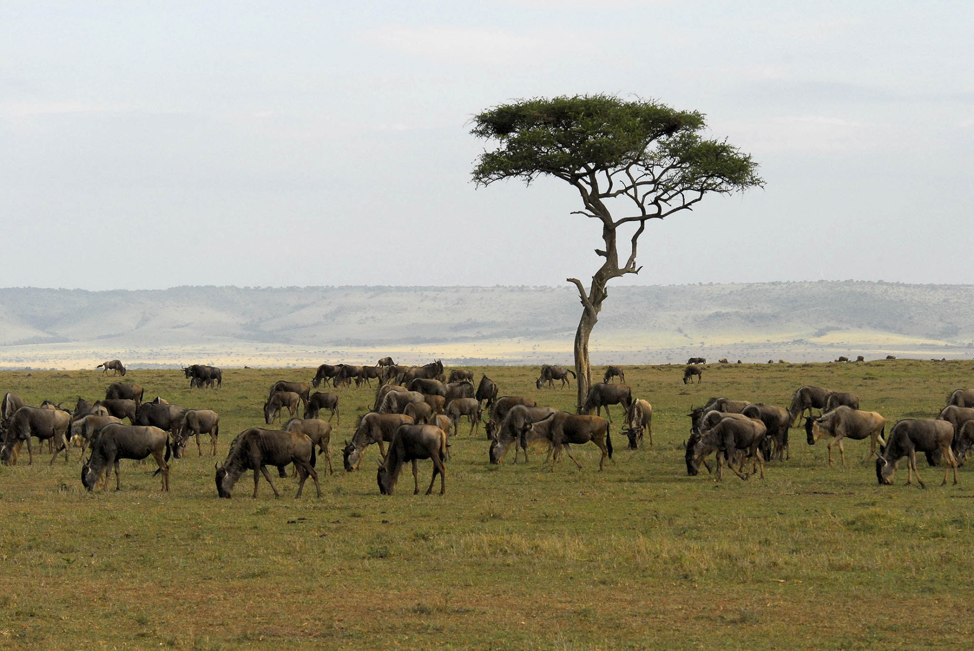 Největší atrakcí národní rezervace Maasai Mara jsou početná stáda pakoňů a zeber, jež hledají čerstvé pastviny. (Foto: Piotr Grzybowski) jarvis_599ae5a4498e27acfc1104d6.jpeg