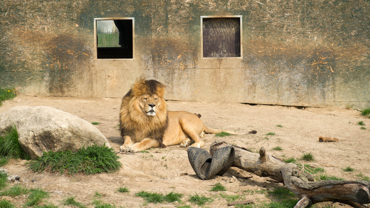 Advoktn kancel Havel, Holsek & Partners pomhala zachrnit Zoo Tbor.