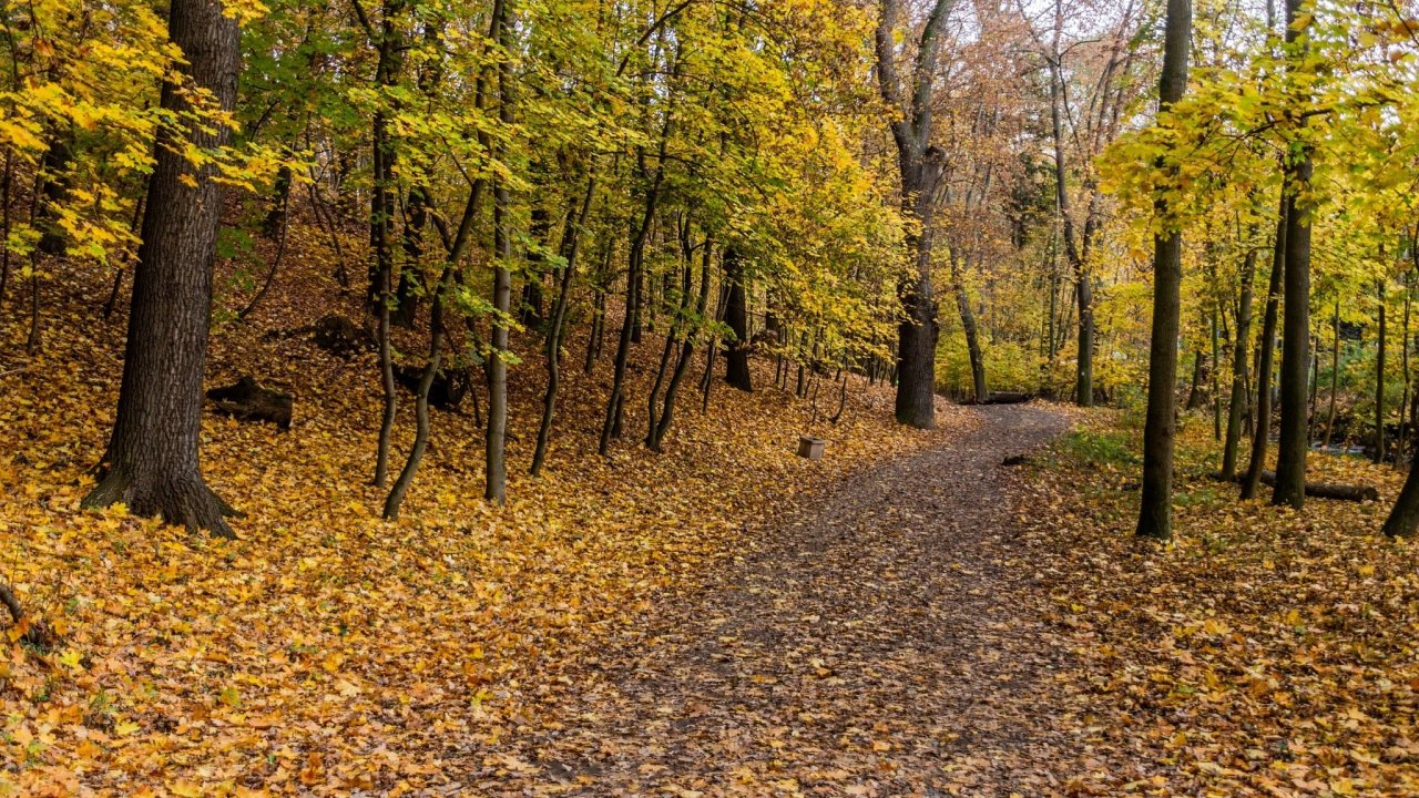 Podzimn pohled na lesn cestu v Kunratickm lese v Praze, esk republika
