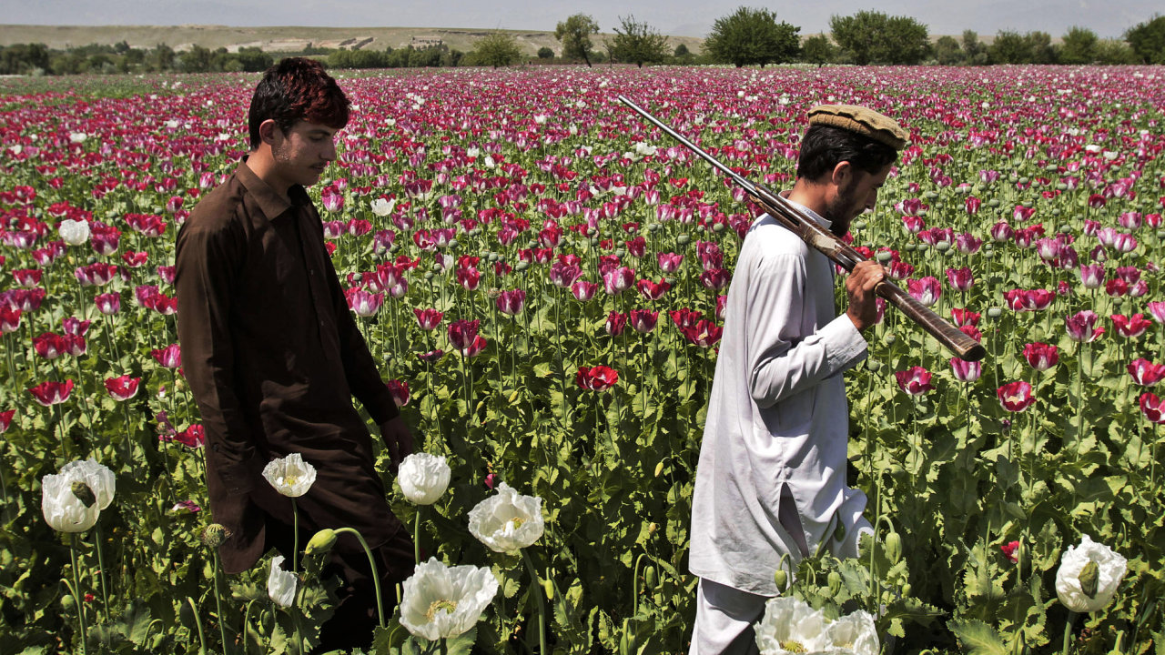 Dželálábád, Afgánistán. Farmáøi kontrolují své makové pole.