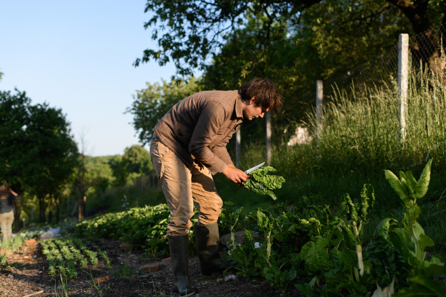 Farma funguje v režimu ekologického zemědělství, takže o chemickém postřiku nemůže být řeč a škůdců se musí pěstitelé zbavovat nebo jim předcházet alternativními cestami. (Foto: Lucie van Vuuren) Farma funguje v režimu ekologického zemědělství, takže o chemickém postřiku nemůže být řeč a škůdců se musí pěstitelé zbavovat nebo jim předcházet alternativními cestami.