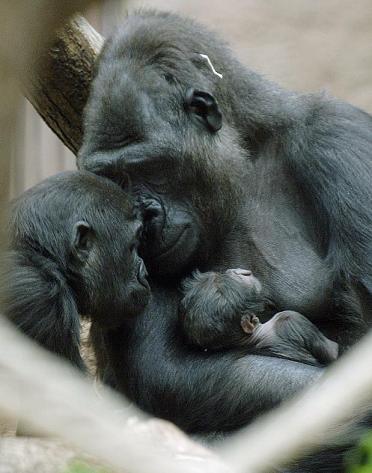 Gorila Kijivu z prask zoo