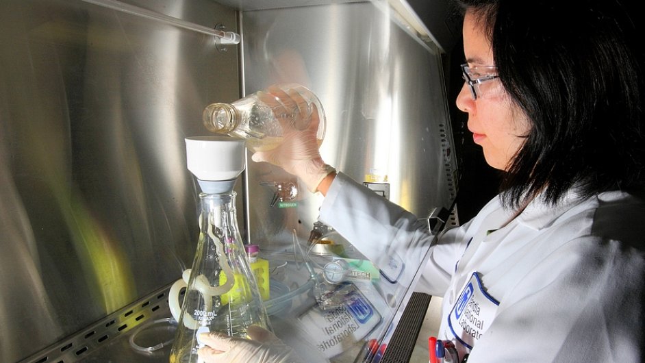 Vdci ze Sandia National Laboratories se podlej na vzkumu hub schopnch syntetizovat z celulzy uhlovodky.