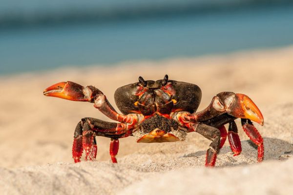 krab, makrofotgrafie