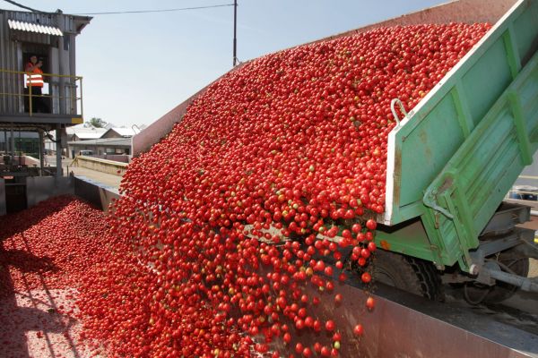 Sklizen a zpracov&aacute;n&iacute; raj�at v z&aacute;vodu Ham&eacute; v jihomoravsk&eacute;m Podiv&iacute;n�.29.8.2017 Foto:Libor Teichmann