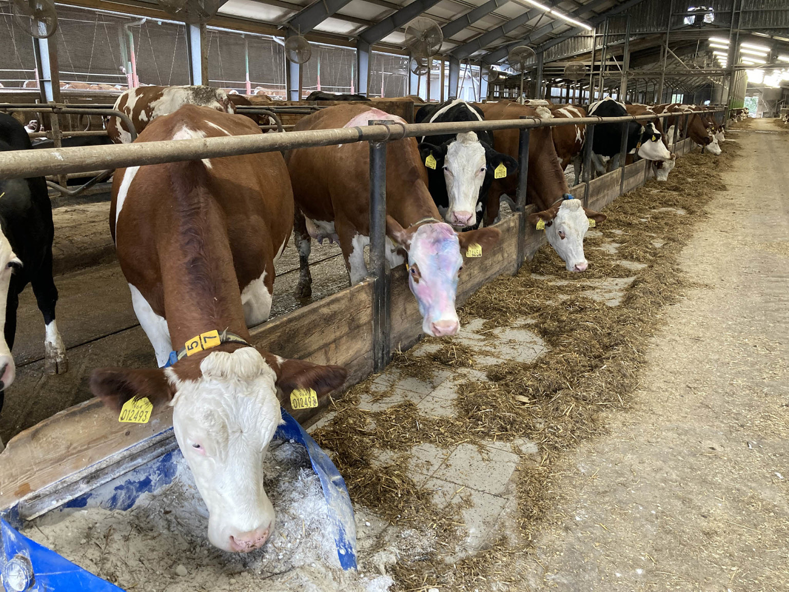 Farma v Radňově na Havlíčkobrodsku (Foto: Josef Káninský) Farma v Radňově na Havlíčkobrodsku