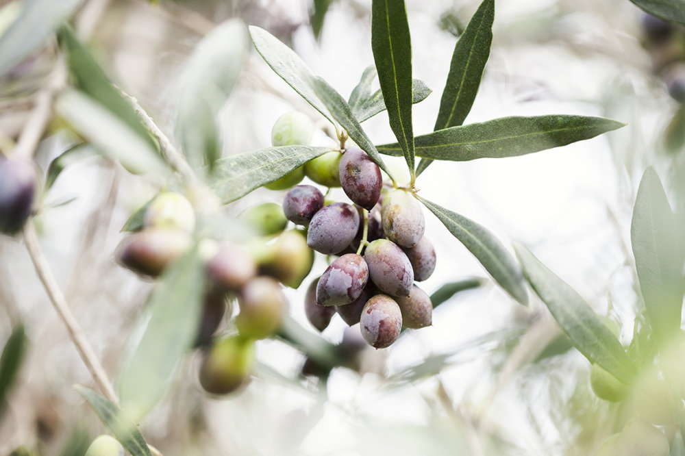 KORRES PURE GREEK OLIVE THE INGREDIENT 7