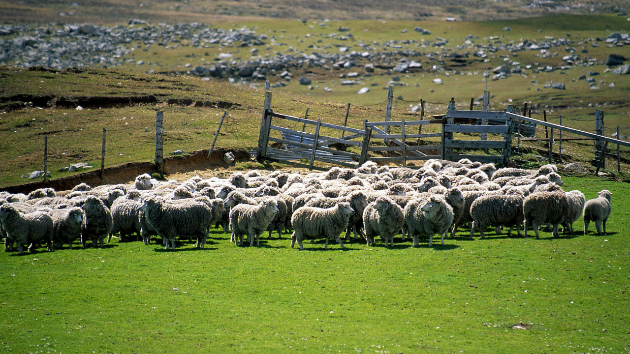 Falklandsk ostrovy, Falklandy, ovce